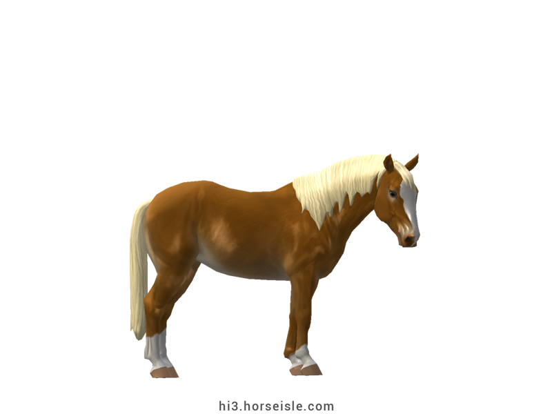 American Mustang Mealy Golden Champagne Coat